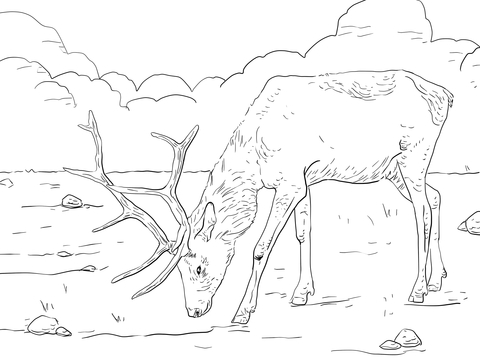 Manitoban Elk Coloring Page